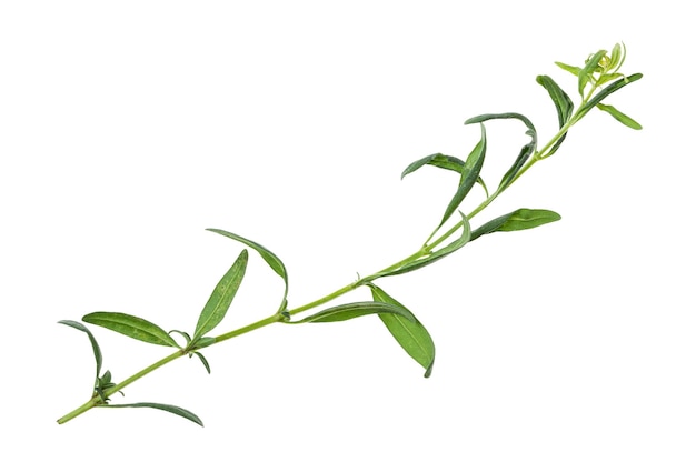 Germoglio dell'erba fresca dell'issopo dell'issopo isolata