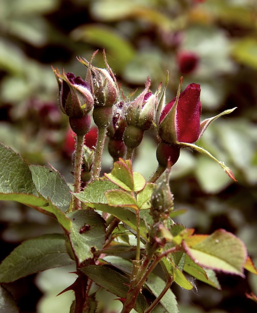 Germoglio della rosa rossa nel giardino