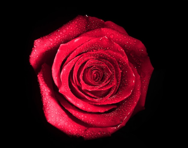 Germoglio della rosa rossa su un fondo nero