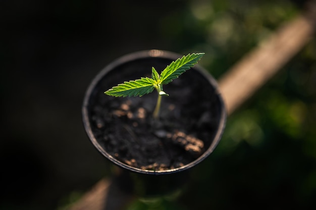 Germoglio di cannabis giovane marijuana