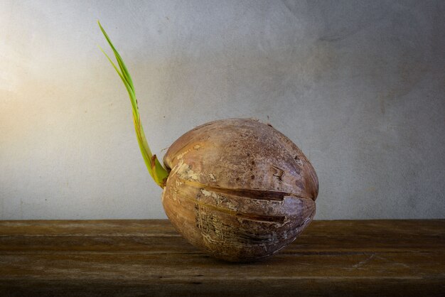 Germoglio di cocco