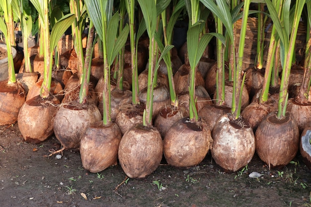 germoglio di cocco