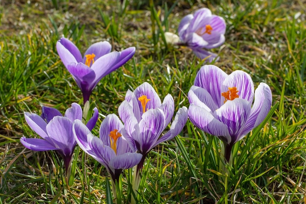 Germoglio di croco in fiore croco viola in fiore di croco primaverile