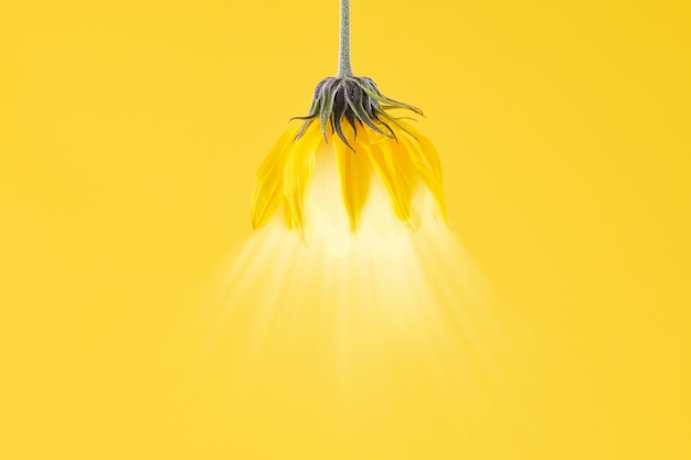 Germoglio di fiore giallo di topinambur su sfondo giallo con concetto di design di paralume di lampada a sospensione leggera