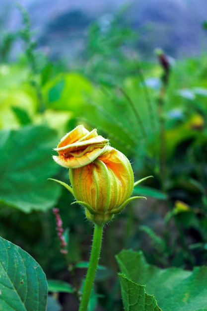 Germoglio di fiore giallo zucche