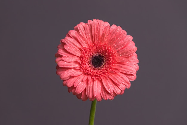 Germoglio di fiore rosa Gerbera con tante piccole gocce d'acqua