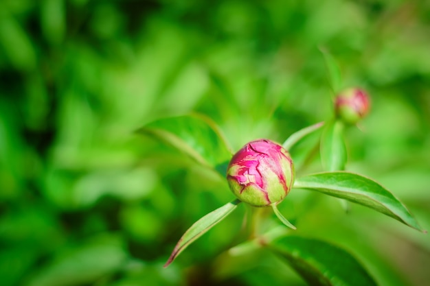 Germoglio di fioritura rosa peonia in giardino