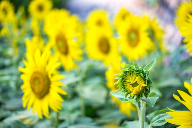 Germoglio di girasole giallo