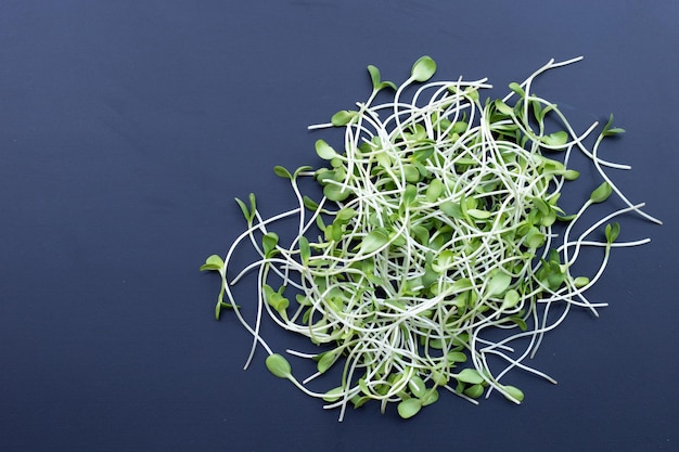 Germoglio di girasole su sfondo scuro