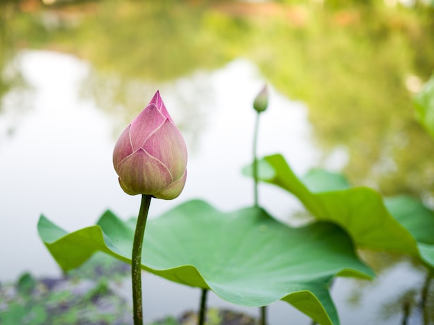 Germoglio di loto rosa - fiore di loto rosa in stagno