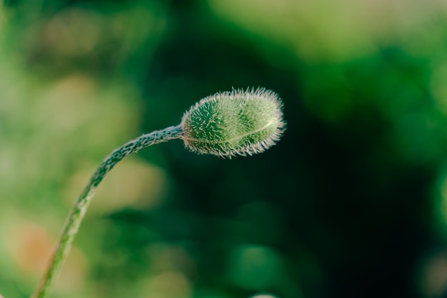 Germoglio di papavero non aperto su sfondo verde sfocato