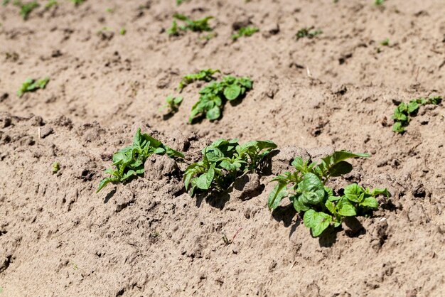 Germoglio di patata verde