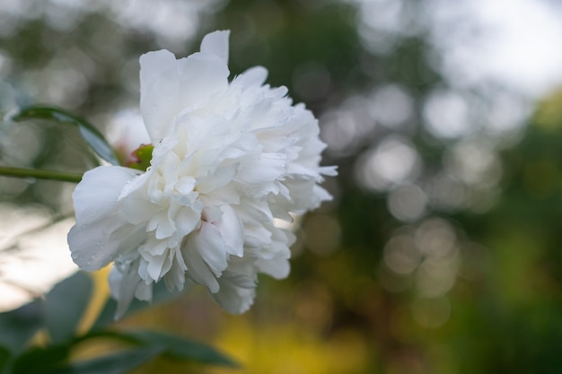 Germoglio di peonia bianca in giardino con gocce di pioggia sui petali