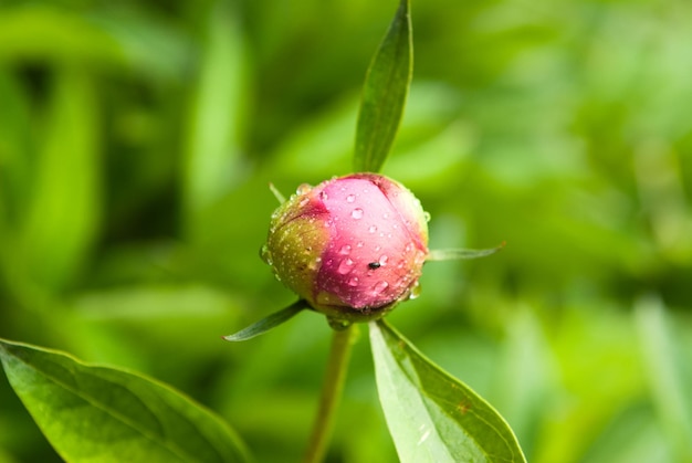 Germoglio di peonia con gocce