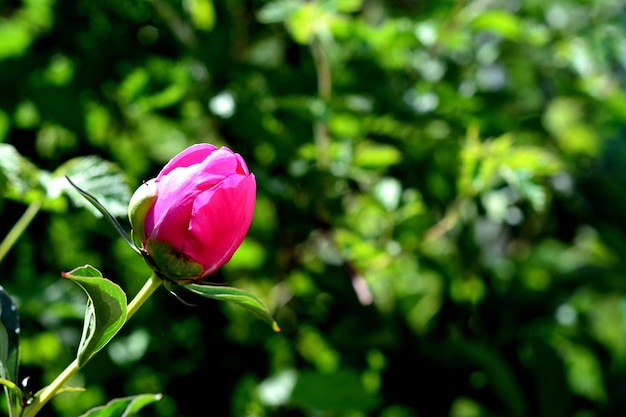 Germoglio di peonia in giardino sullo sfondo di foglie verdi Peonia