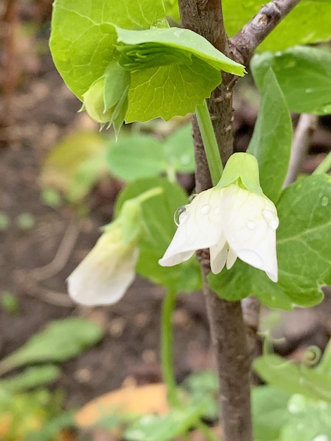Germoglio di pisello verde con fiori bianchi