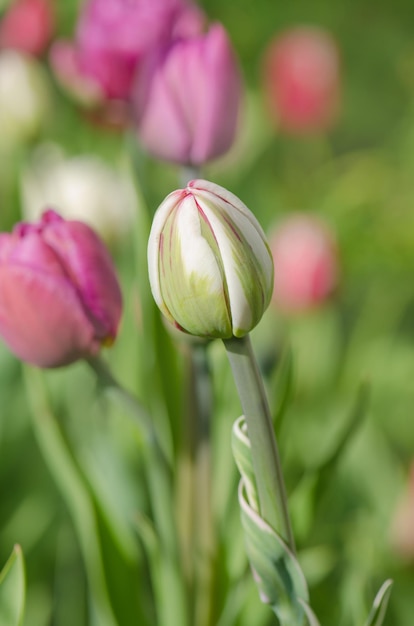 Germoglio di tulipano su sfondo verde Germoglio di tulipano in crescita