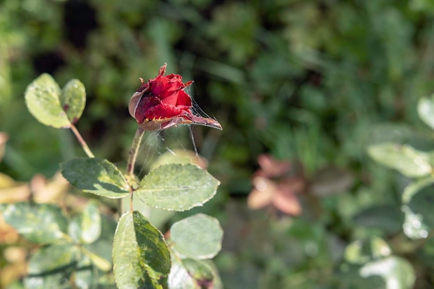 Germoglio di una rosa rossa in una ragnatela in giardino su uno sfondo di verde