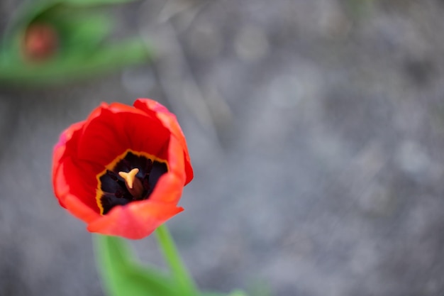 Germoglio lussureggiante rosso di un tulipano si chiuda