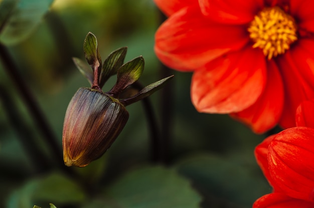 Germoglio marrone e dalie rosse