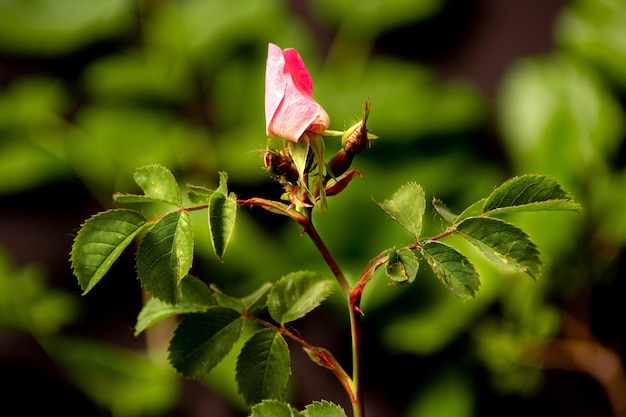 Germoglio non aperto di una rosa selvatica