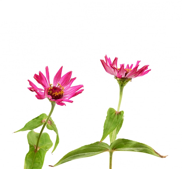 Germoglio rosa dei fiori di fioritura di zinnia