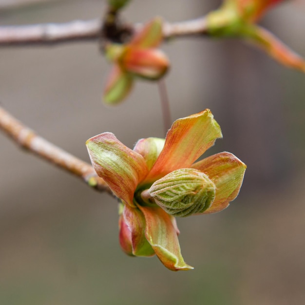 Germoglio sbocciante tenero su un primo piano del ramo di albero