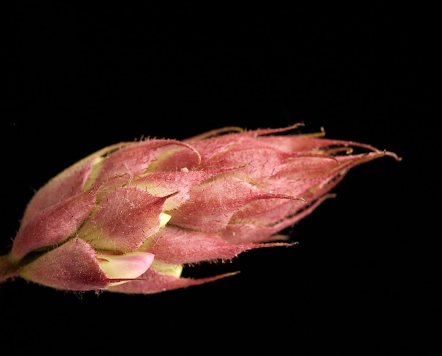 Germoglio Unblown Robinia neomexicana con fiori rosa