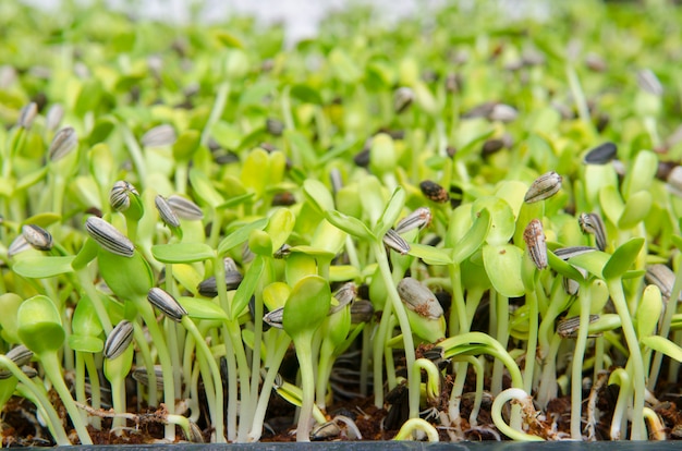 Germoglio verde che cresce dal seme