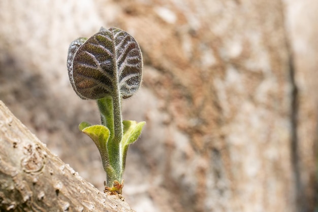 germoglio vigoroso di paulownia tomentosa