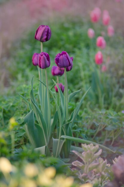 Germoglio viola del tulipano Tulipano luminoso viola Tulipano viola scuro primo piano Tulipani viola vividi