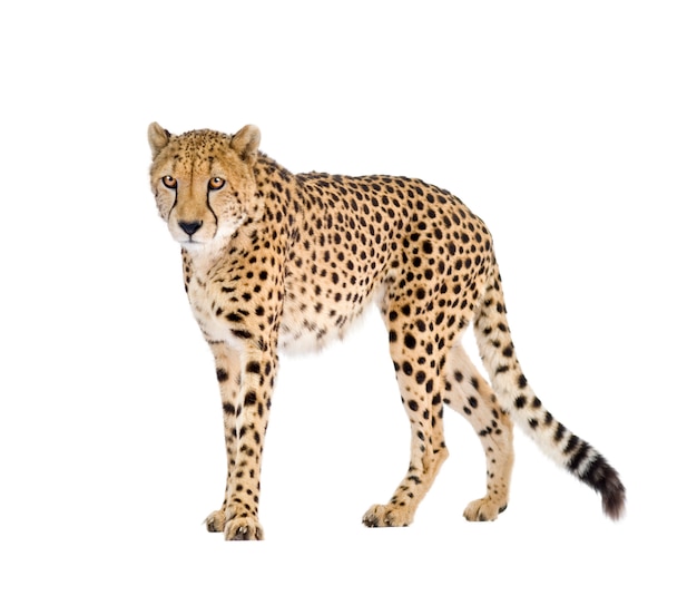 Ghepardo - Acinonyx jubatus su un bianco isolato