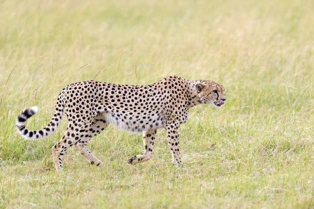 Ghepardo africano selvatico, bellissimo animale mammifero. Africa, Kenya