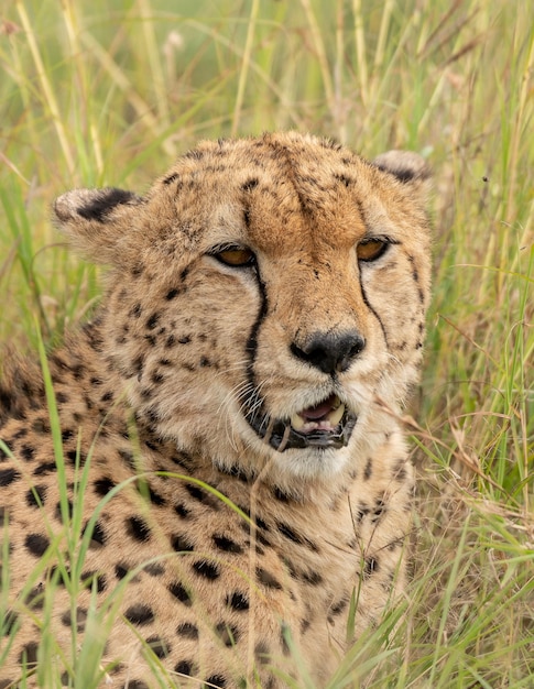 Ghepardo carino selvaggio che si rilassa nell'erba nella Riserva Nazionale di Masai Mara, Kenya