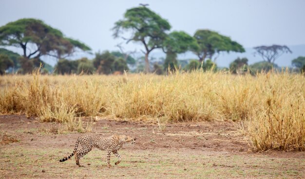 Ghepardo che cammina nel pascolo in savana