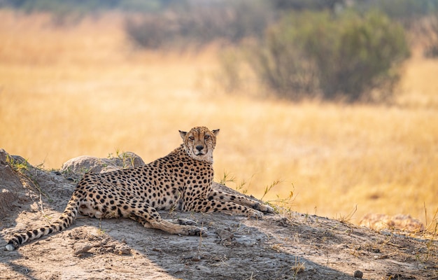 Ghepardo nel Kruger National Park Sud Africa