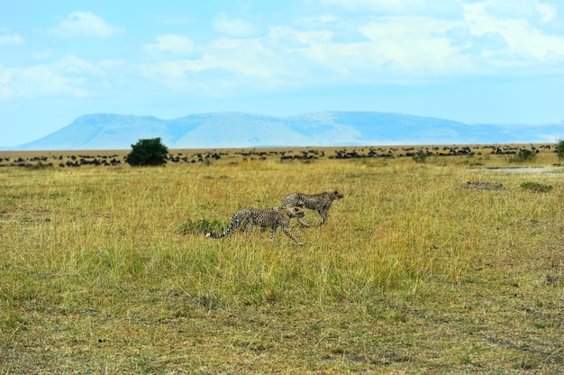 Ghepardo nel parco della savana africana Masai Mara