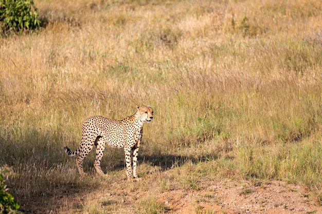 Ghepardo nel pascolo della savana nel Kenya