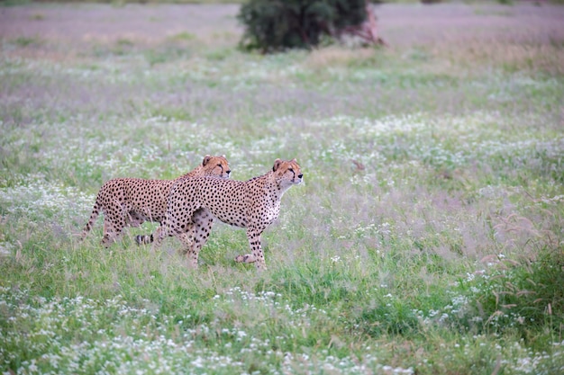 Ghepardo nella prateria nel parco nazionale