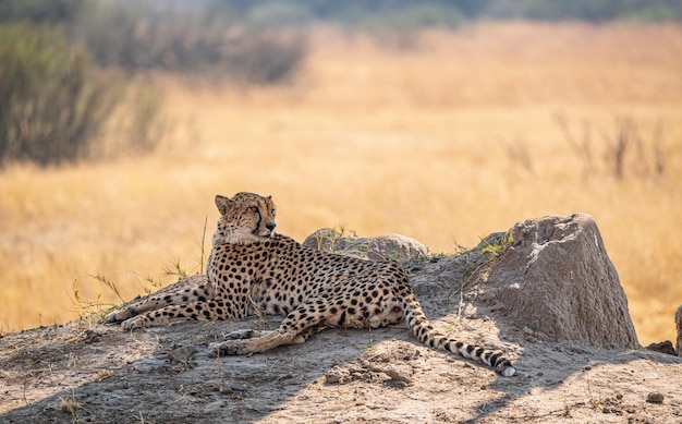 Ghepardo rilassante nel Kruger National Park Sud Africa