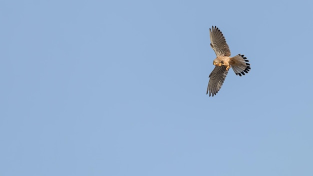 Gheppio comune (Falco tinnunculus). Gheppio comune in volo