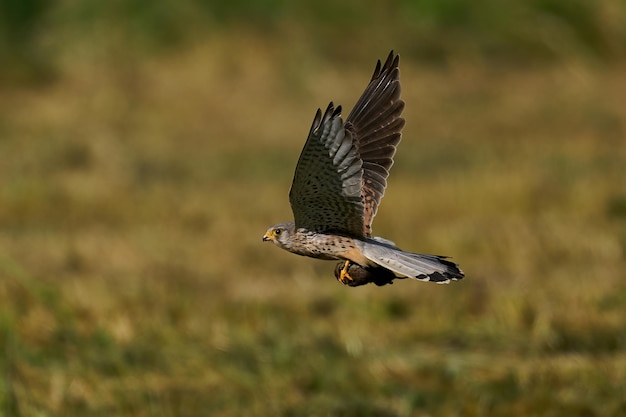 Gheppio comune Falco tinnunculus