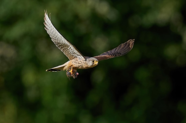 Gheppio comune Falco tinnunculus