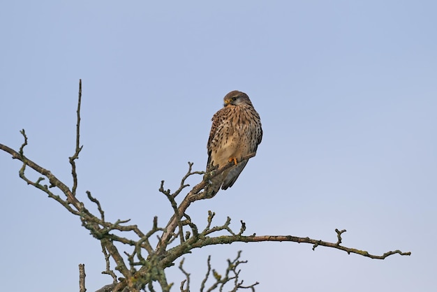 Gheppio comune Falco tinnunculus