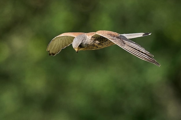 Gheppio comune Falco tinnunculus