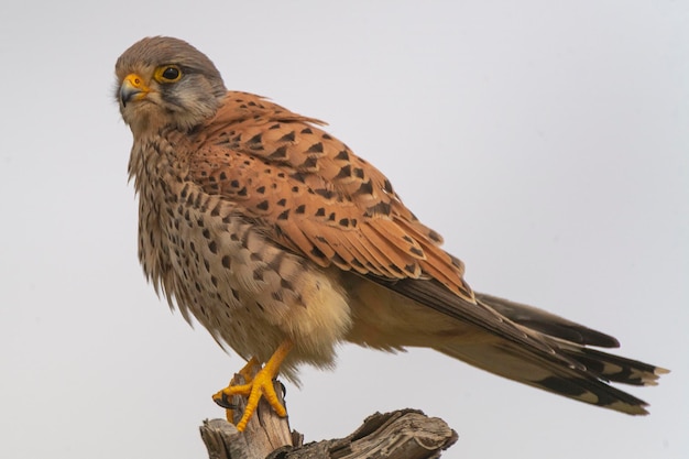 Gheppio comune Gheppio europeo Gheppio o Gheppio del Vecchio Mondo Falco tinnunculus Malaga