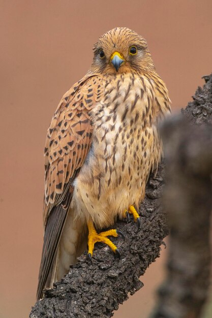 Gheppio comune Gheppio europeo Gheppio o Gheppio del Vecchio Mondo Falco tinnunculus Malaga