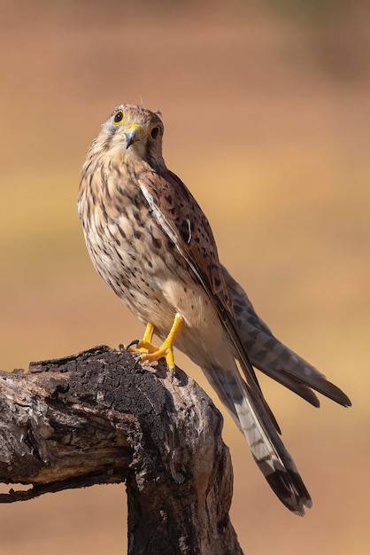 Gheppio comune Gheppio europeo Gheppio o Gheppio del Vecchio Mondo Falco tinnunculus Malaga