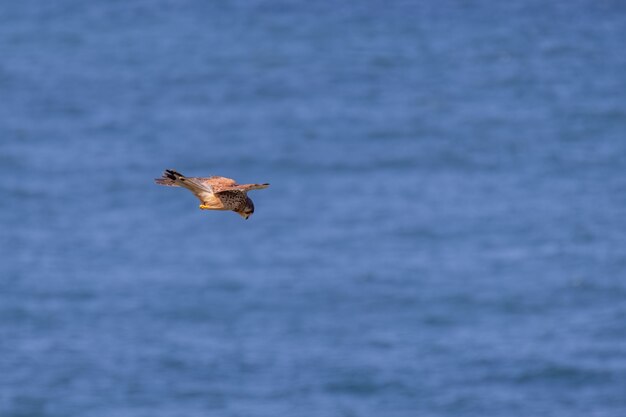 Gheppio (Falco tinnunculus) in bilico su scogliere a Porthgwidden in cerca di prede