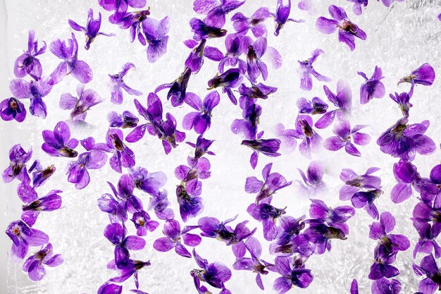 Ghiaccio floreale per cocktail bevande fredde Fiore di viole in blocco di ghiaccio trasparente Vista ravvicinata dall'alto